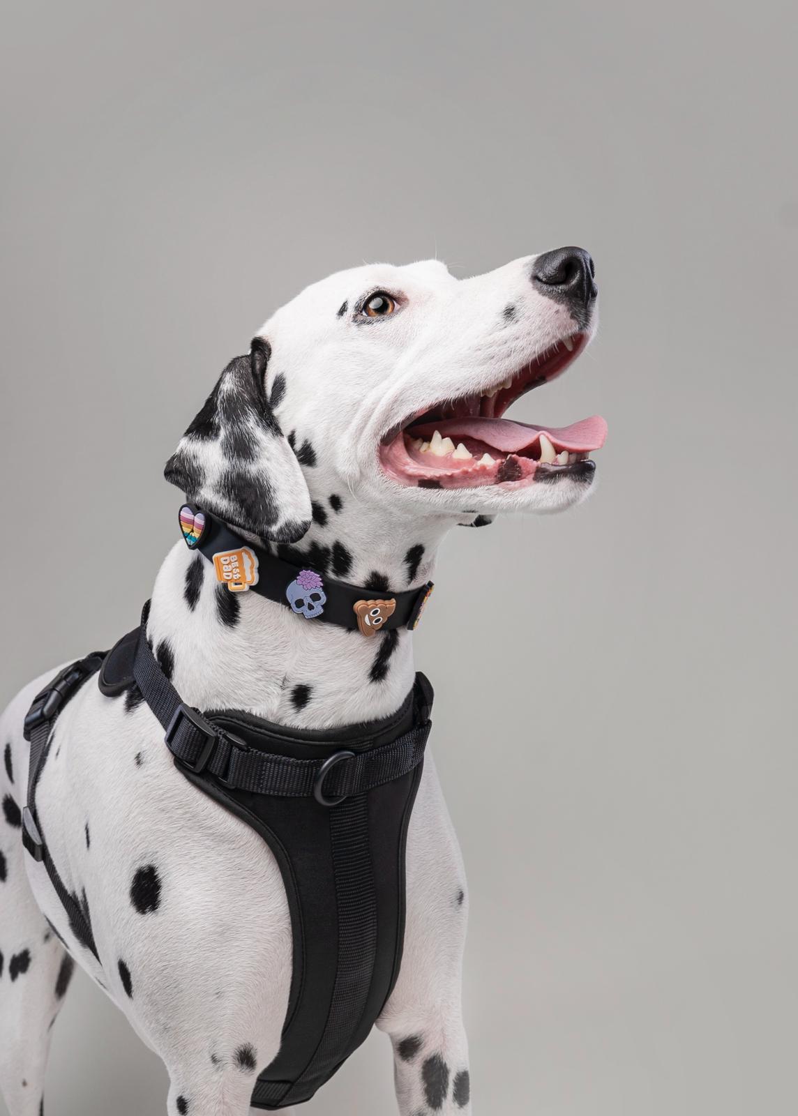 Charm Dog Collar