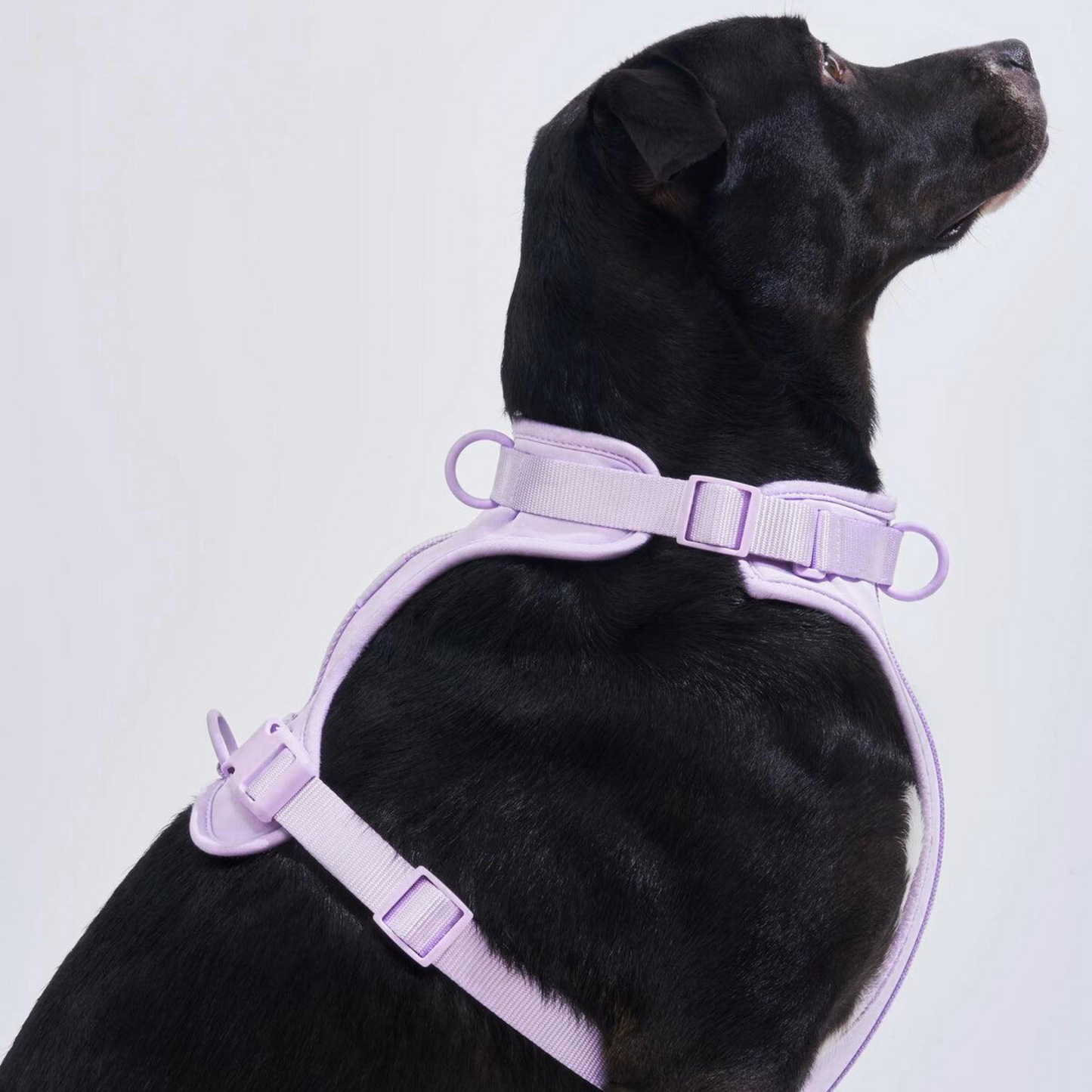 Dog Harnesses
