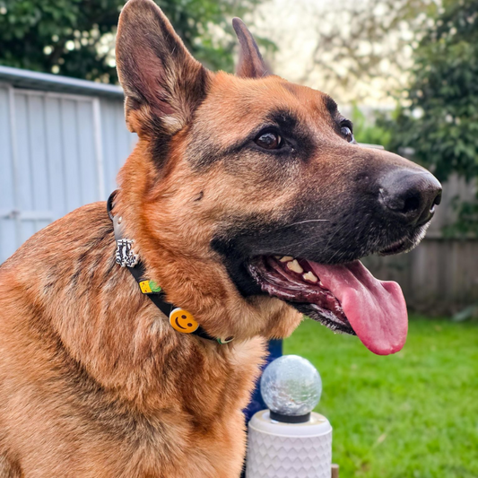 German Shepherd dog with a collar and tag, standing outdoors with greenery in the background