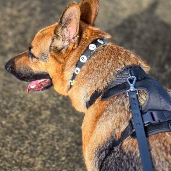 Dog wearing a harness with a blurred background