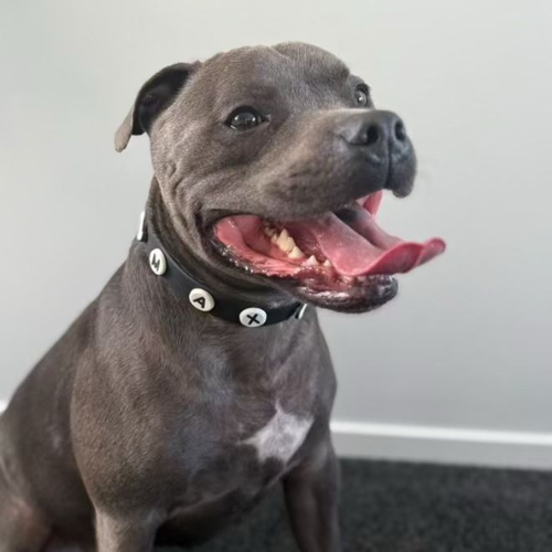 Dog with a black collar sitting on a carpeted floor against a white wall