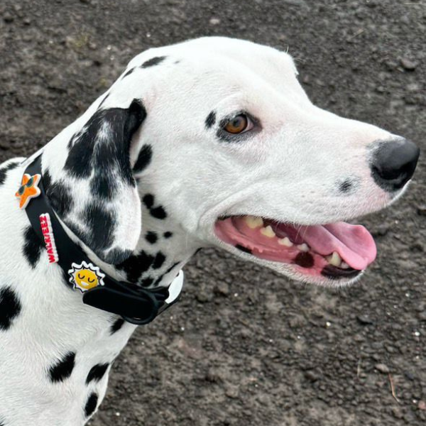 Dalmatian dog with a collar on a concrete surface