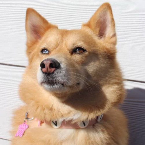 Dog with a pink collar and tag against a white background