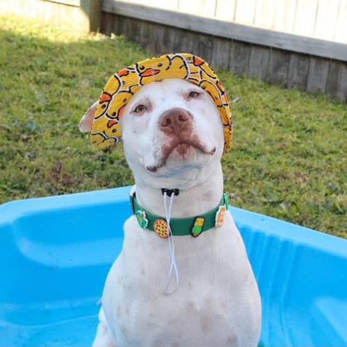 Dog wearing a colorful hat and collar in a pool