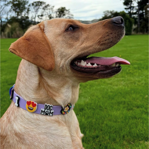 Dog wearing a purple collar with colorful charms in a grassy outdoor setting