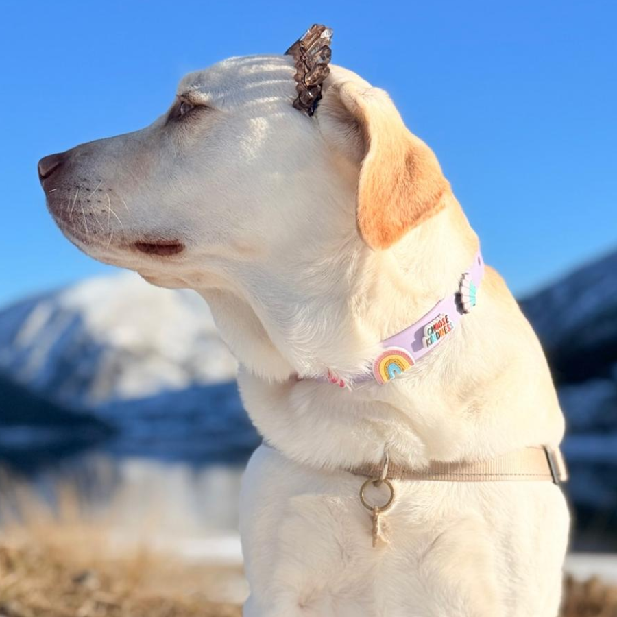 Dog with a colorful tag on its collar against a mountainous background