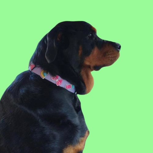Dog wearing a colorful collar on a green background