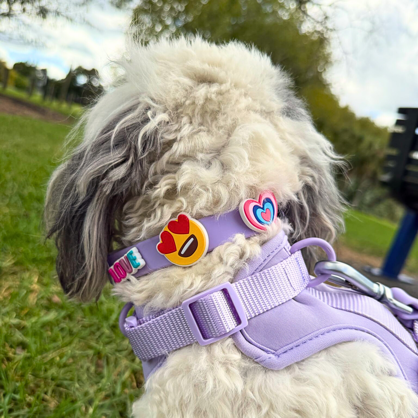 Dog Collar | Lilac