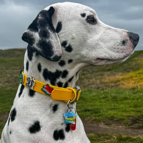 Dalmatian dog wearing a yellow colorful collar with a tag outdoors