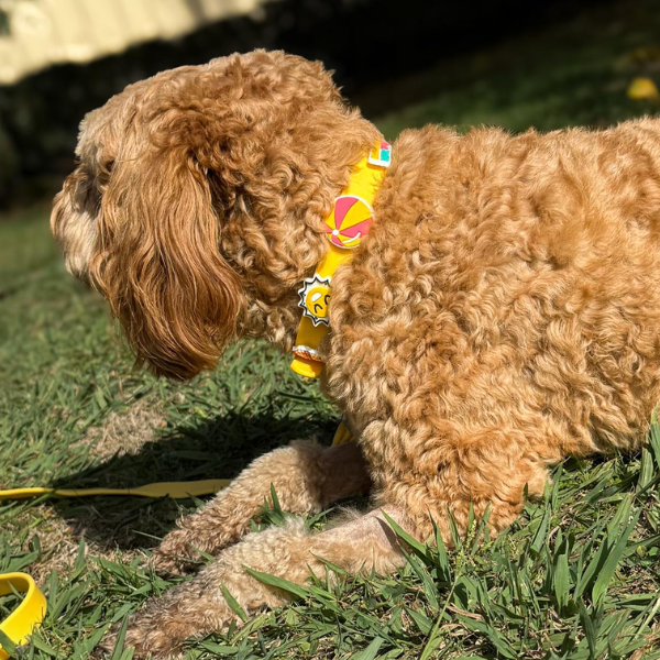 Brown dog lying on grass wearing a colorful harness.