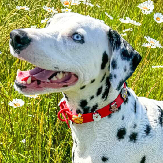 Dog Collar | Red