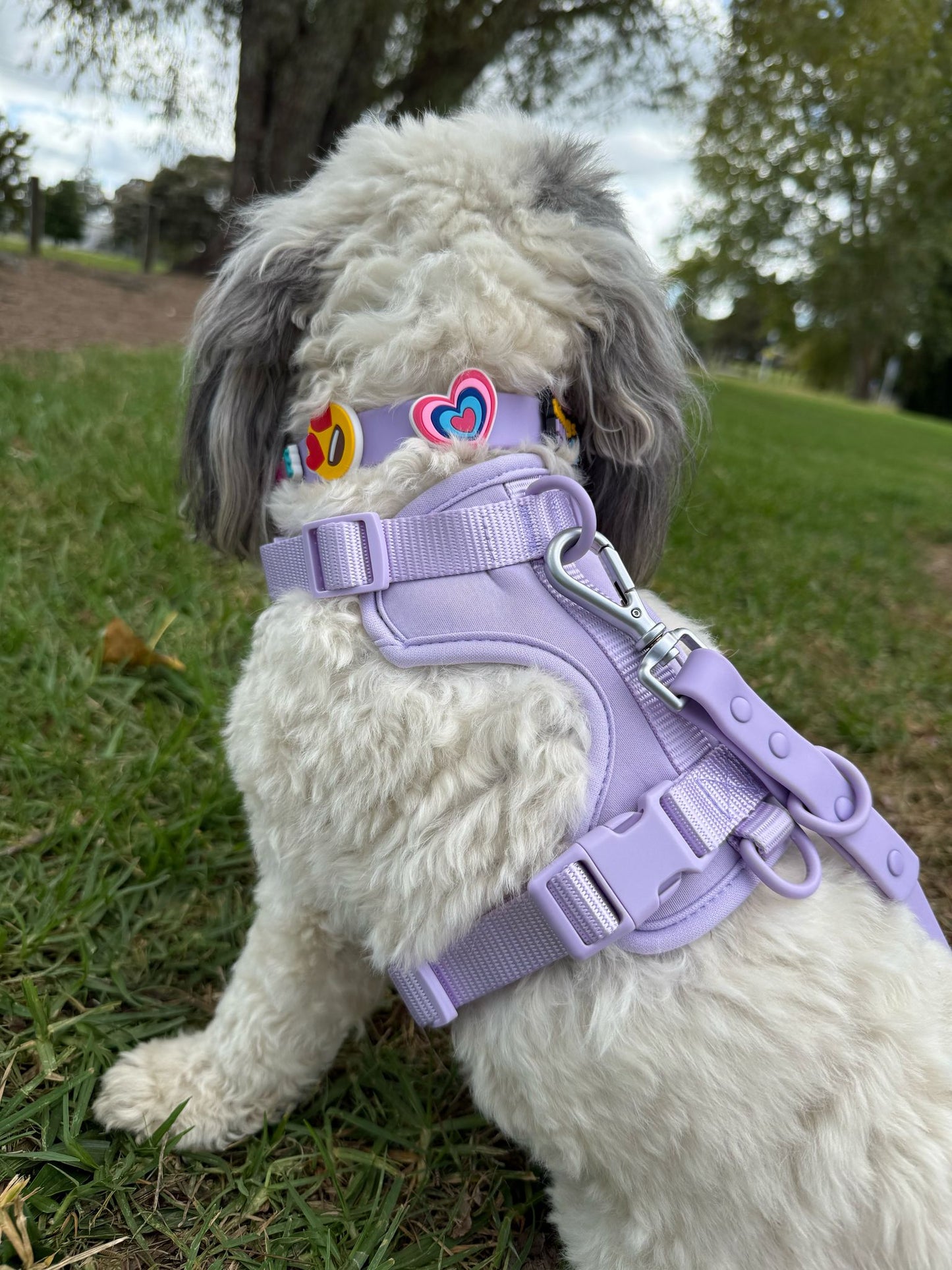 Dog Harnesses