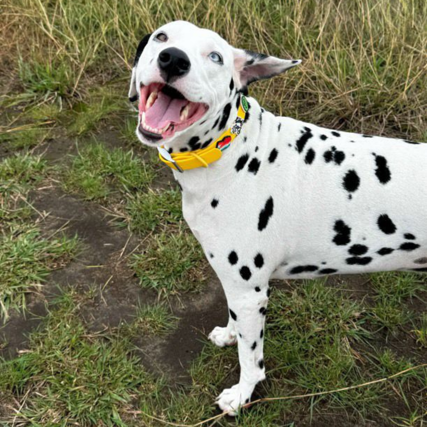 Charm Dog Collar