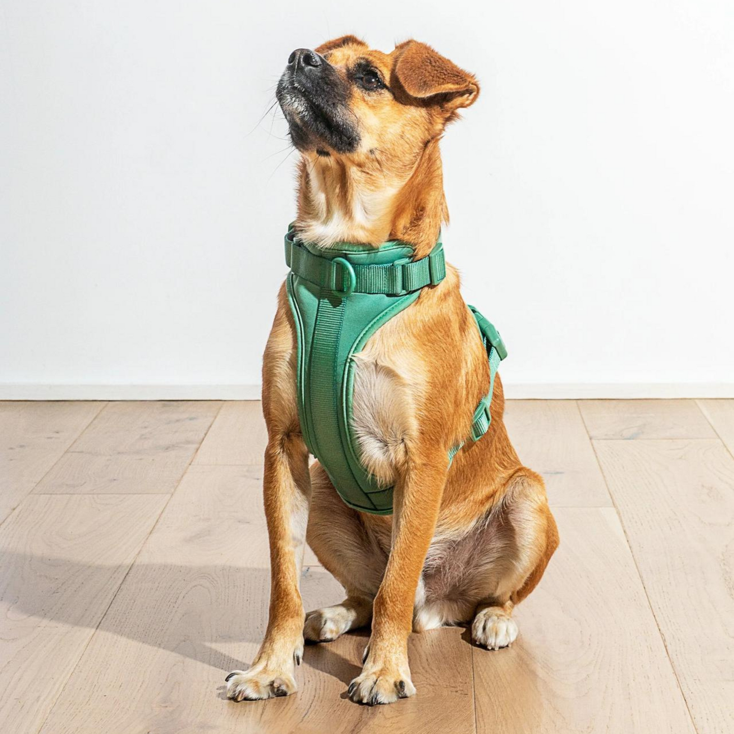 Dog Harnesses