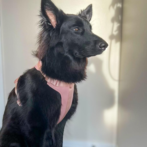 Discover the ultimate no-pull dog harness in New Zealand. Walkieez harness offers comfort, adjustability and a front D-ring for easy & effective training.