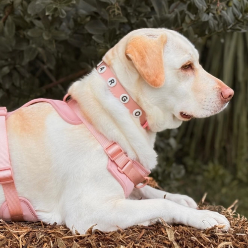 Discover the ultimate no-pull dog harness in New Zealand. Walkieez harness offers comfort, adjustability and a front D-ring for easy & effective training.