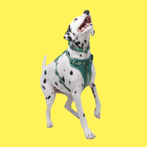Discover the ultimate no-pull dog harness in New Zealand. Walkieez harness offers comfort, adjustability and a front D-ring for easy & effective training.