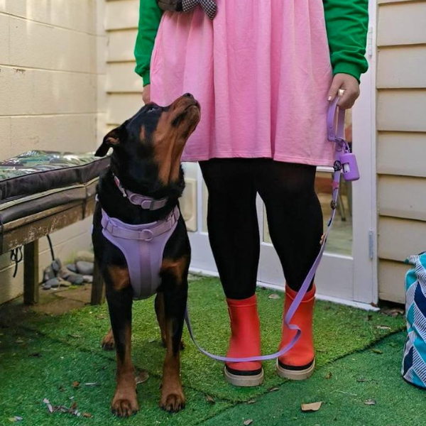Discover the ultimate no-pull dog harness in New Zealand. Walkieez harness offers comfort, adjustability and a front D-ring for easy & effective training.
