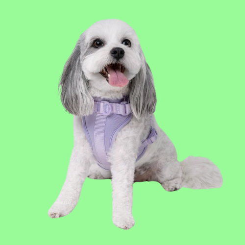 Discover the ultimate no-pull dog harness in New Zealand. Walkieez harness offers comfort, adjustability and a front D-ring for easy & effective training.