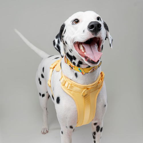Discover the ultimate no-pull dog harness in New Zealand. Walkieez harness offers comfort, adjustability and a front D-ring for easy & effective training.