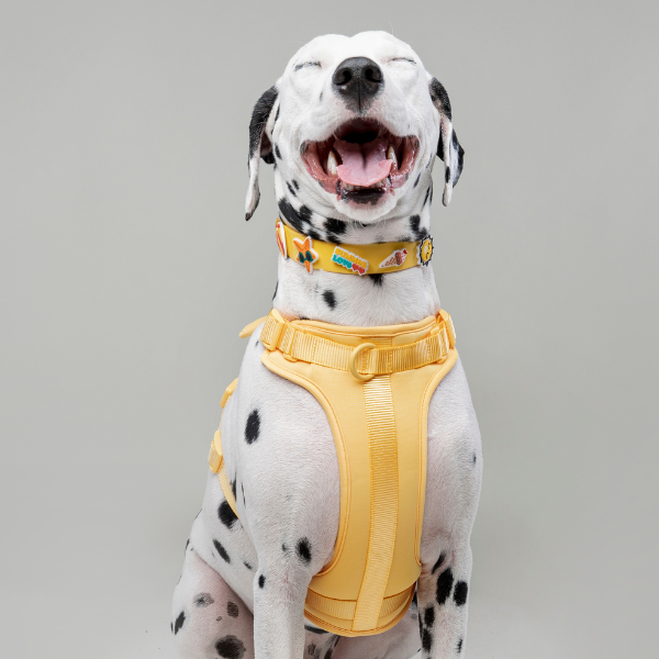 Discover the ultimate no-pull dog harness in New Zealand. Walkieez harness offers comfort, adjustability and a front D-ring for easy & effective training.