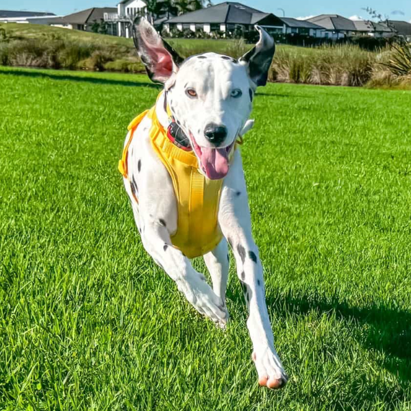 Discover the ultimate no-pull dog harness in New Zealand. Walkieez harness offers comfort, adjustability and a front D-ring for easy & effective training.
