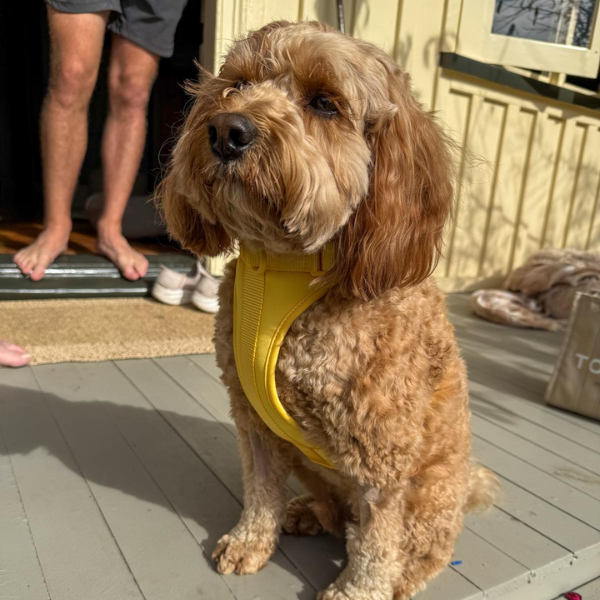 Discover the ultimate no-pull dog harness in New Zealand. Walkieez harness offers comfort, adjustability and a front D-ring for easy & effective training.