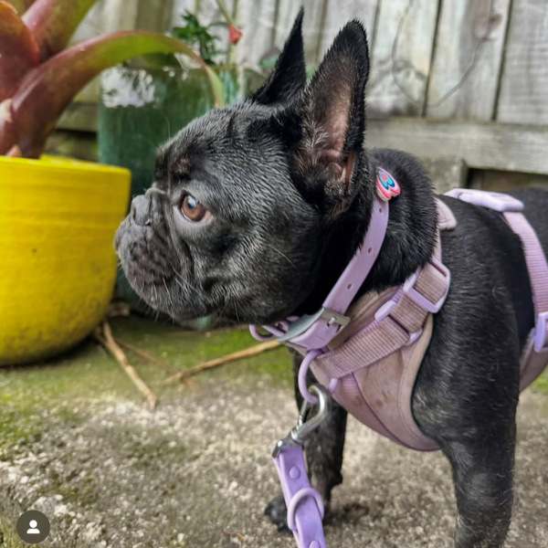 Dog Walking Bundle | Lilac