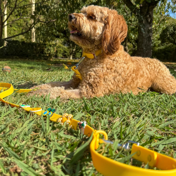 Dog Walking Bundle | Yellow