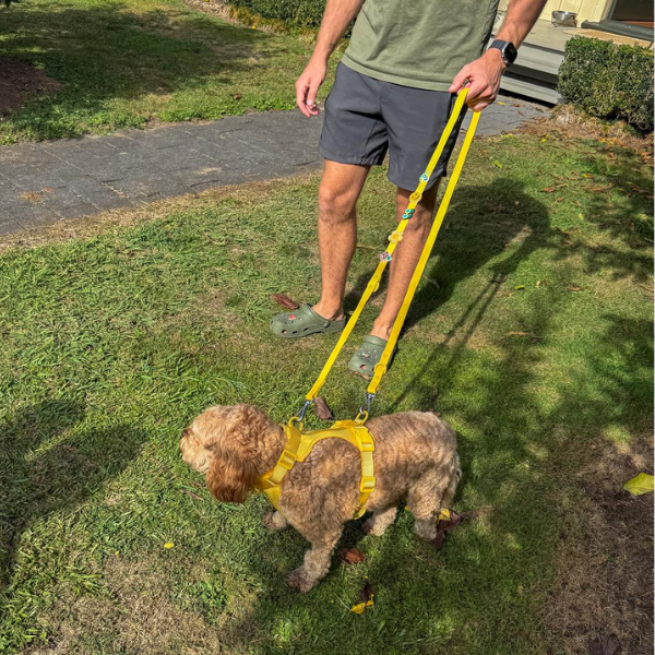 Dog Walking Bundle | Yellow