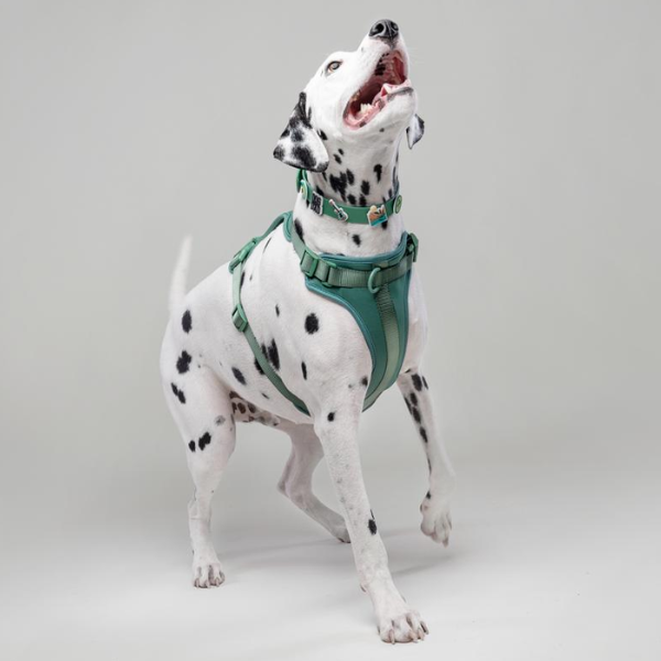 Dog Walking Bundle | Green