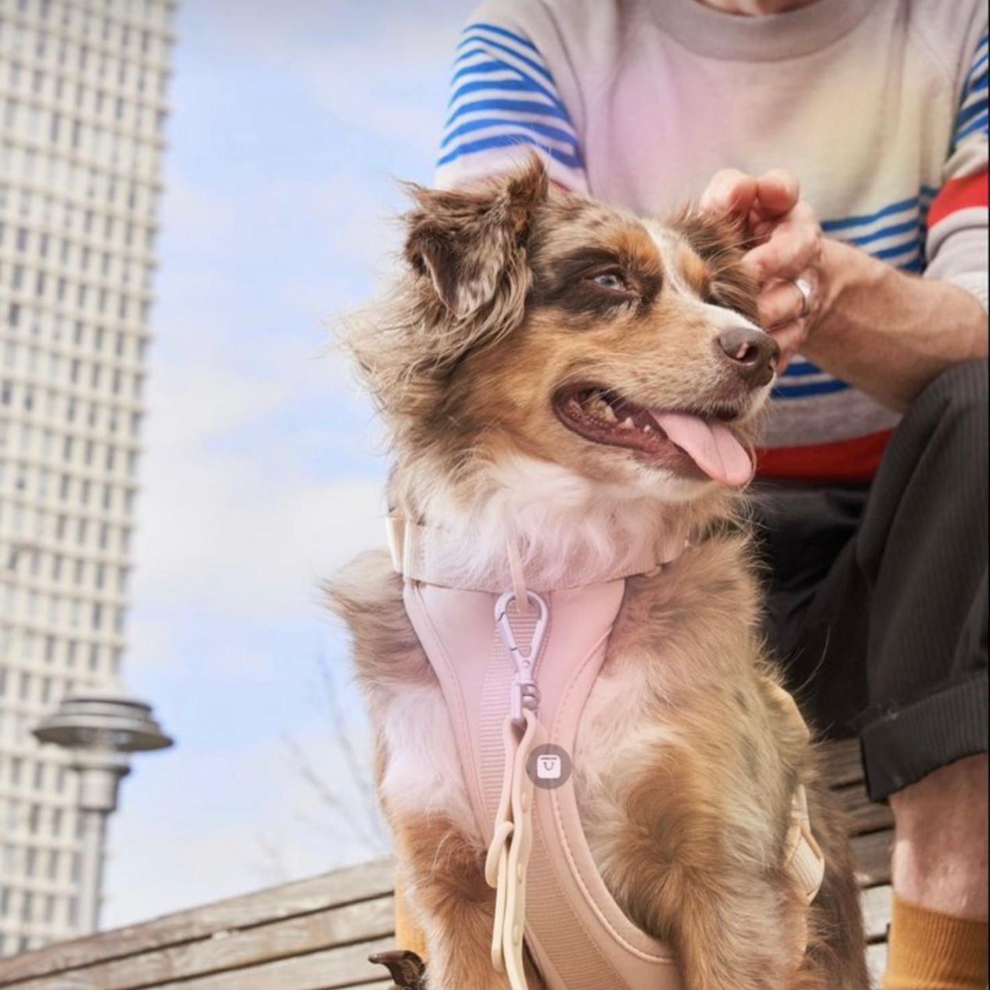 Dog Walking Bundle | Blush Pink