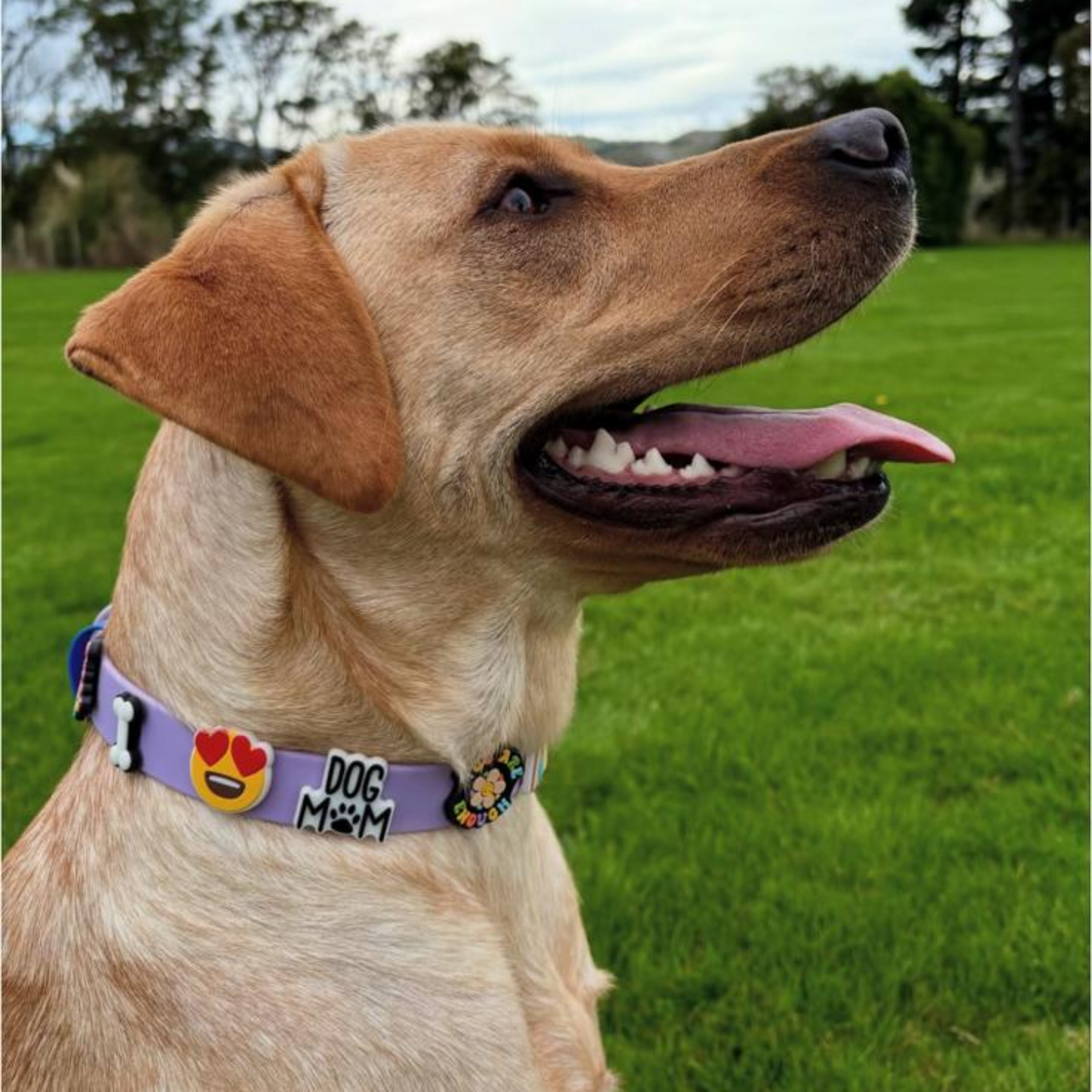 Dog Walking Bundle | Lilac