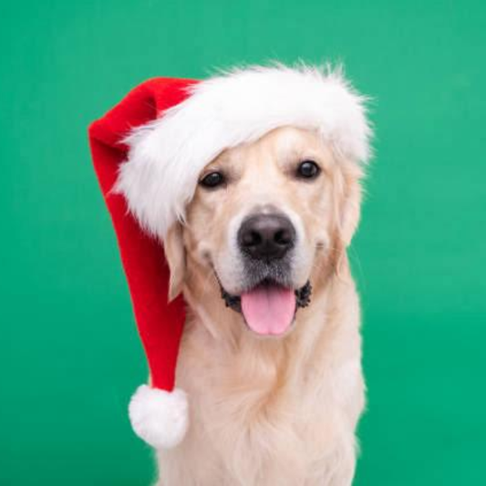 Paws, Presents and Pure Joy: Why Our Dogs Deserve to Join the Christmas Festivities!