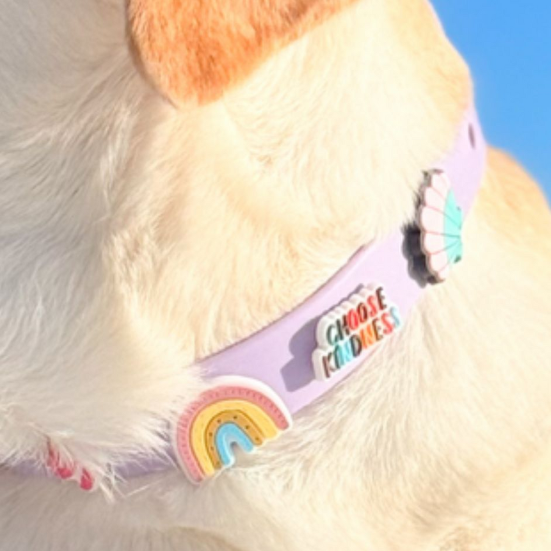 Dog Collars NZ: Customisable, Waterproof and Durable Option for 2025