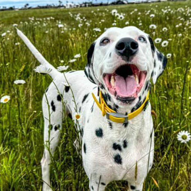 Dog Collars