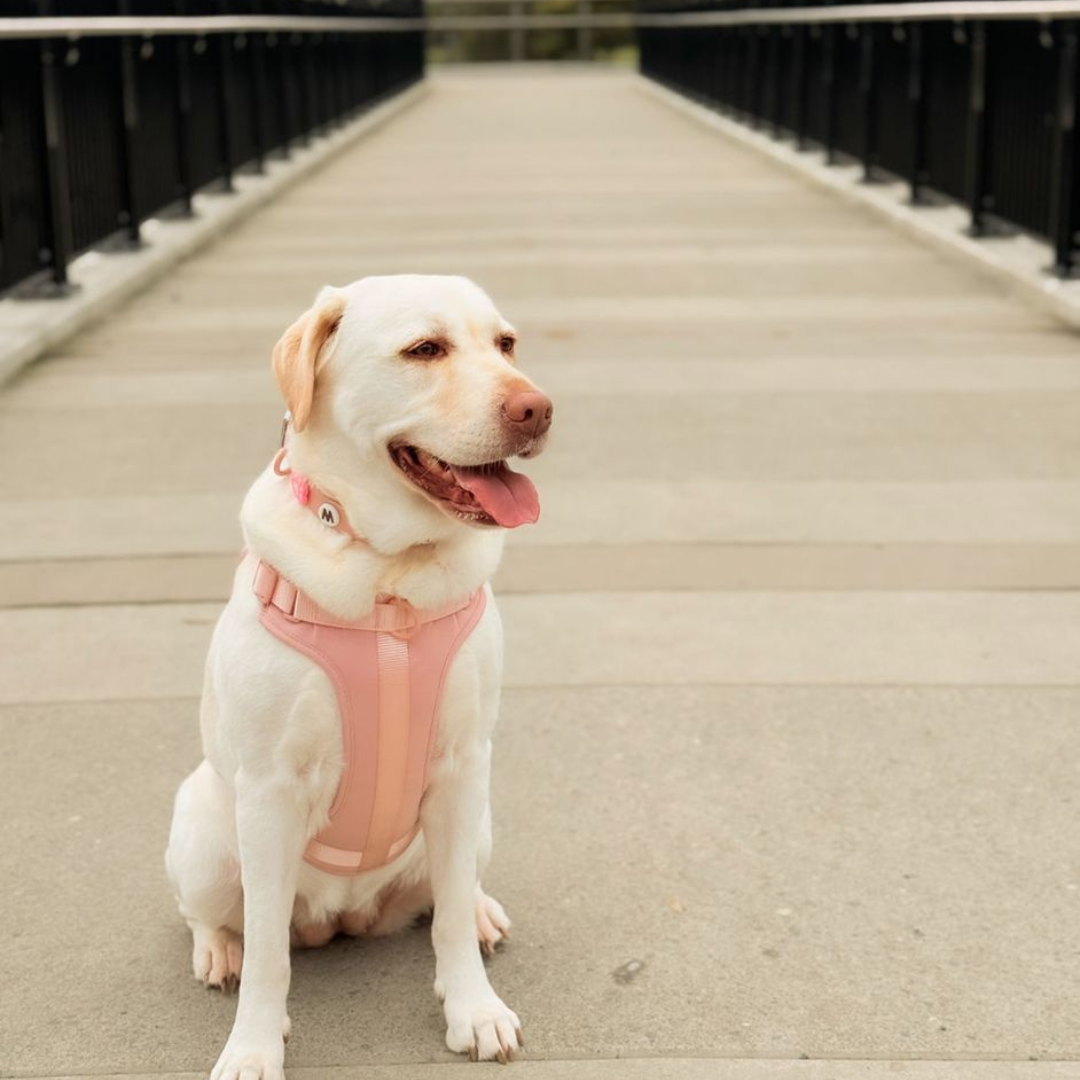 Dog Walking Bundle | Blush Pink