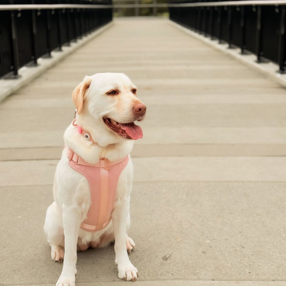 Dog Walking Bundle | Blush Pink