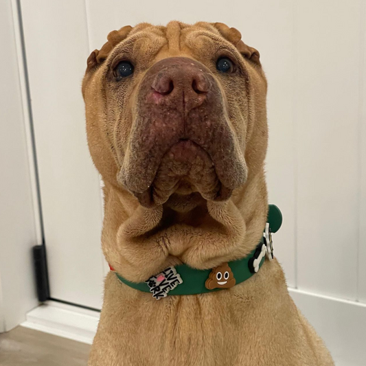 Brown dog with a green collar featuring a poop emoji tag, sitting indoors.