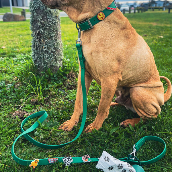 Dog with a green collar and leash on grass