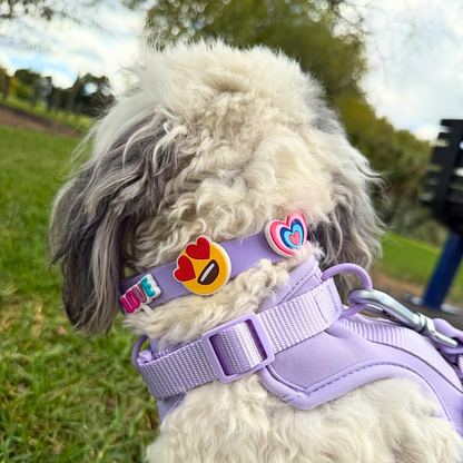 Dog Collar | Lilac