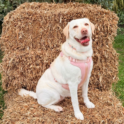 Discover the ultimate no-pull dog harness in New Zealand. Walkieez harness offers comfort, adjustability and a front D-ring for easy & effective training.
