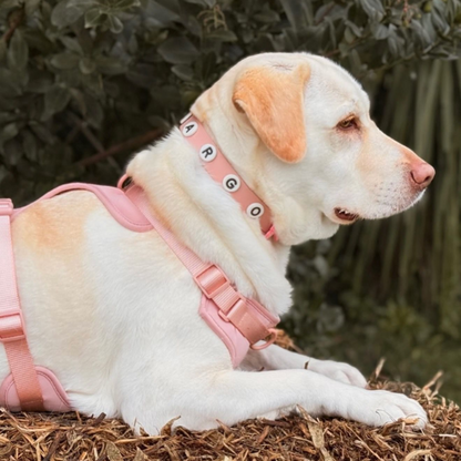 Discover the ultimate no-pull dog harness in New Zealand. Walkieez harness offers comfort, adjustability and a front D-ring for easy & effective training.
