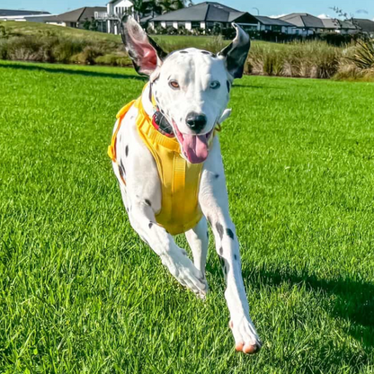 Discover the ultimate no-pull dog harness in New Zealand. Walkieez harness offers comfort, adjustability and a front D-ring for easy & effective training.