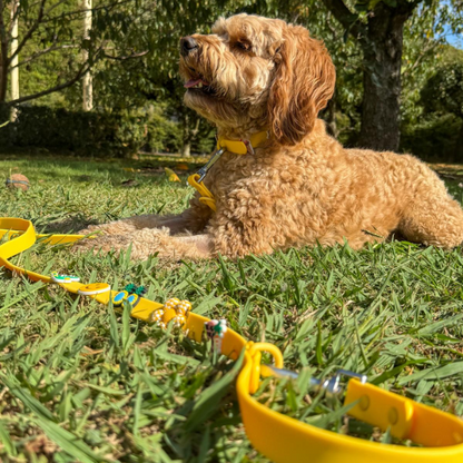 Dog Walking Bundle | Yellow