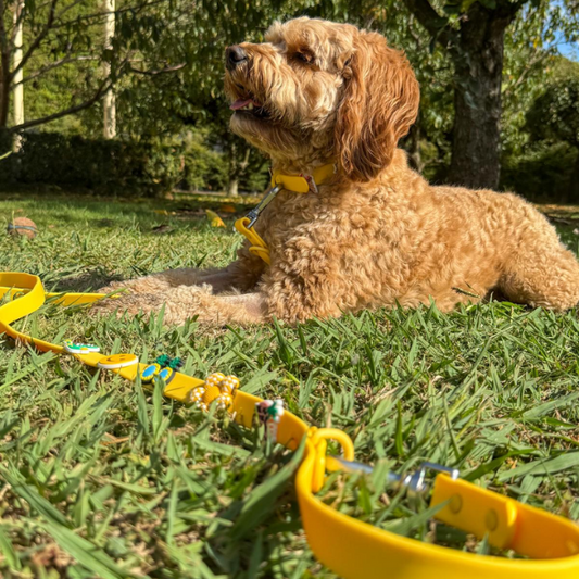 Dog Lead | Yellow