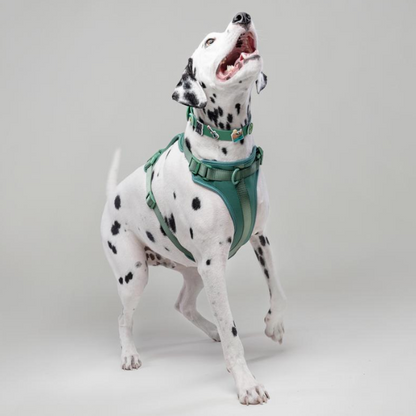 Dog Walking Bundle | Green