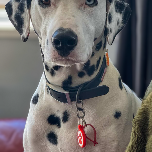 Dog Tag | BLACK