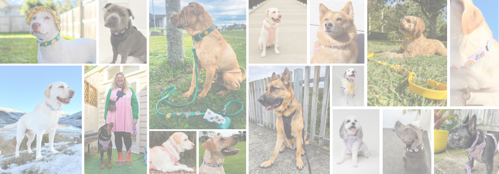 Collage of dogs in various settings with different breeds and colors.